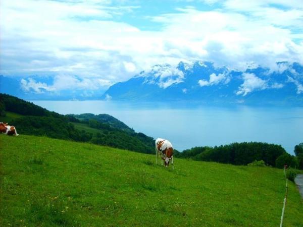 Le panorama exceptionnel de la Tour de Gourze sur les Alpes et le lac Léman